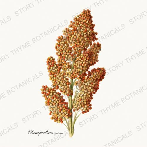 Quinoa — a print from the Historic Crops collection