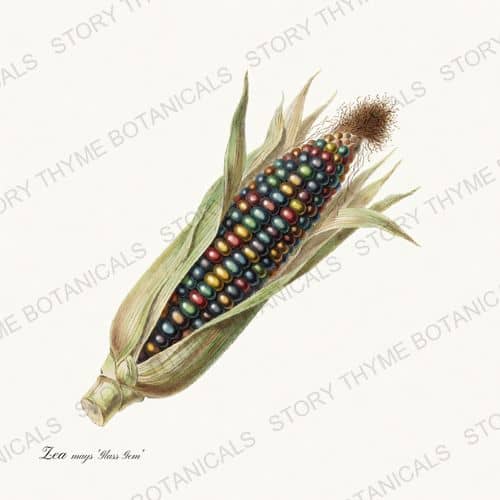 Glass Gem Corn — a print from the Historic Crops collection
