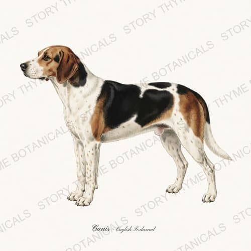 English Foxhound — Hound & Terrier print on a white ground