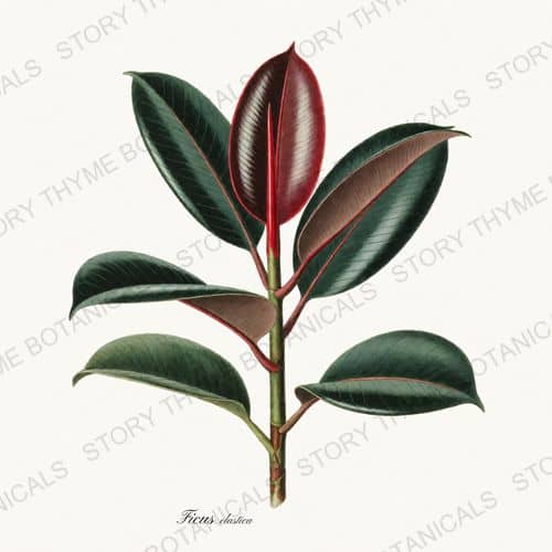 Rubber Plant — a print from the Houseplants Vol. 1 collection