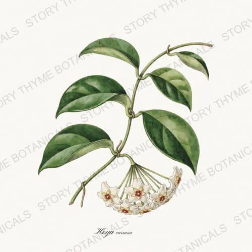 Hoya — a print from the Houseplants Vol. 1 collection