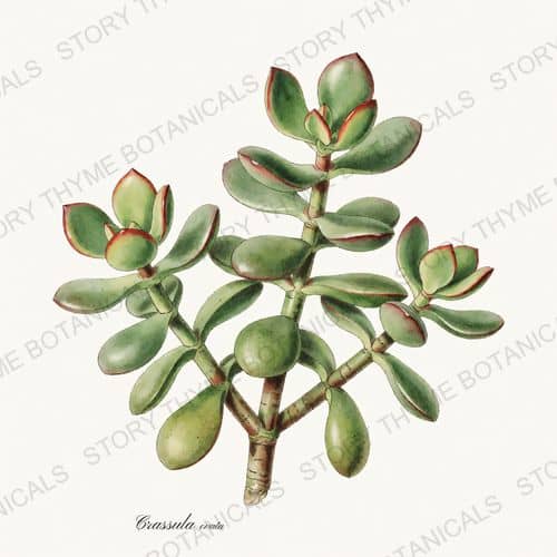 Jade Plant — a print from the Houseplants Vol. 1 collection