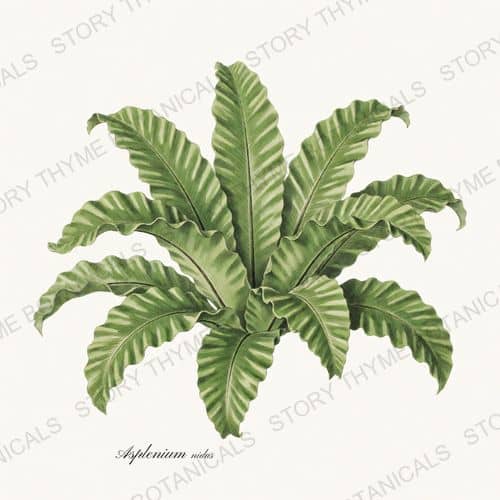 Birds Nest Fern — a print from the Houseplants Vol. 1 collection