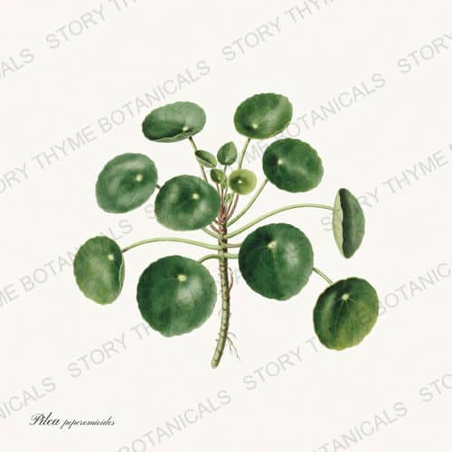 Pilea — a print from the Houseplants Vol. 2 collection