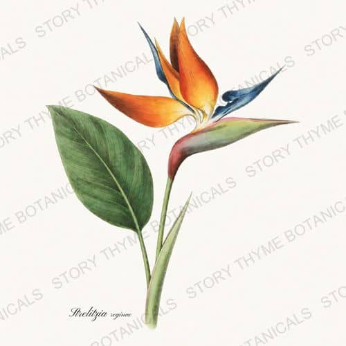Bird of Paradise — a print from the Houseplants Vol. 2 collection