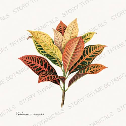 Croton — a print from the Houseplants Vol. 2 collection