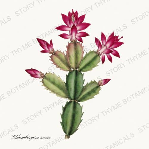 Christmas Cactus — a print from the Houseplants Vol. 2 collection