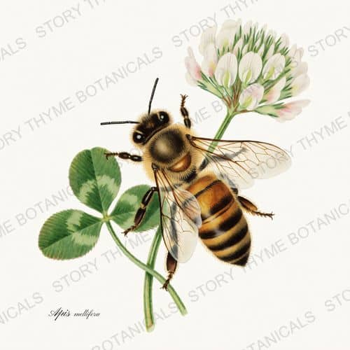 Honeybee — The Insectarium print on a white ground
