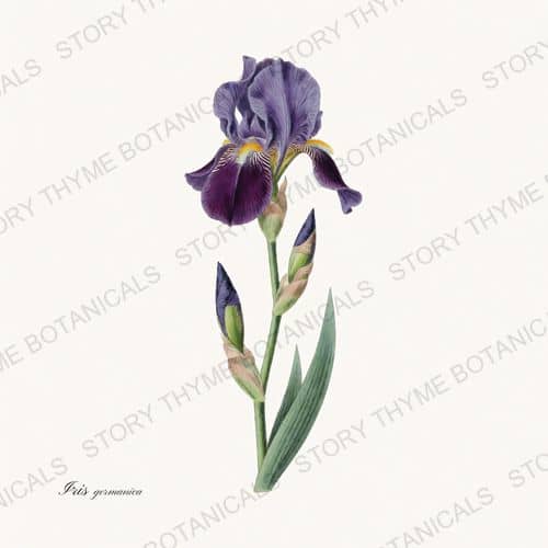 Iris Germanica — a print from the Irises collection