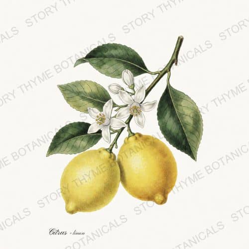 Lemon — Kitchen & Orchard print on a white ground