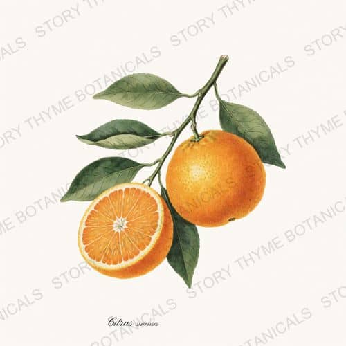 Orange — a print from the Kitchen & Orchard collection