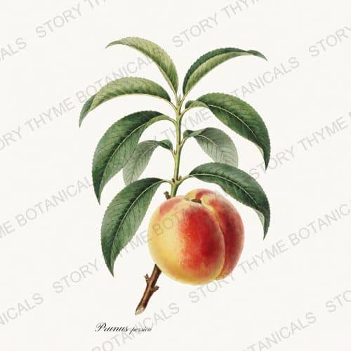 Peach — a print from the Kitchen & Orchard collection