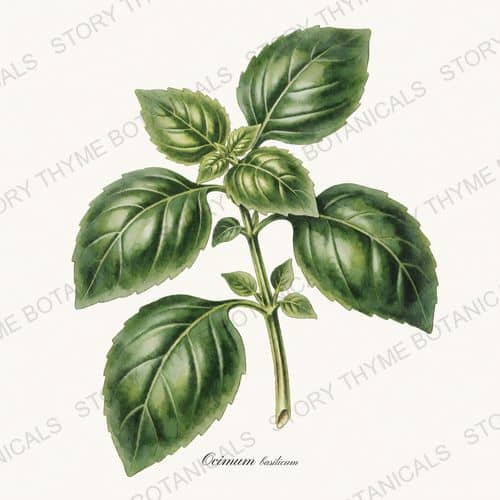 Basil — a print from the Kitchen & Orchard collection