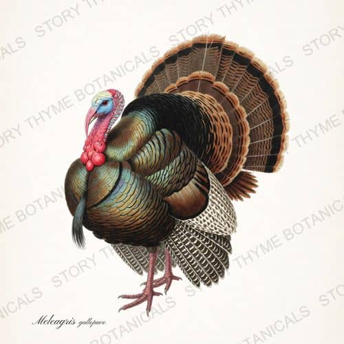 Wild Turkey — The Lodge Collection Vol. 2 print on a white ground