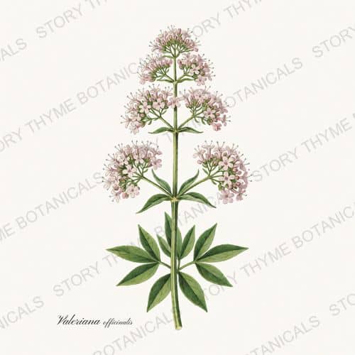 Valerian — a print from the Medicinal Herbs collection