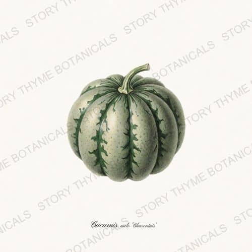 Charentais — Melons & Heirloom Vines print on a white ground
