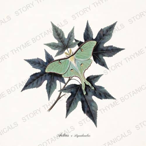 Luna Sweetgum — Moths & Night Blooms print on a white ground