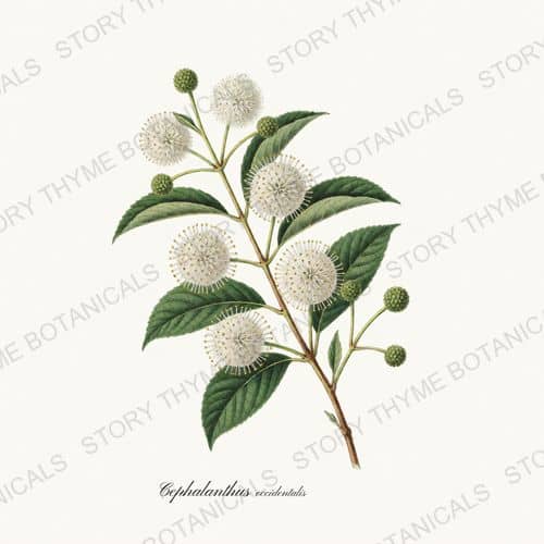Buttonbush — a print from the Native Missouri Plants collection