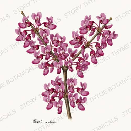 Redbud — a print from the Native Missouri Plants collection