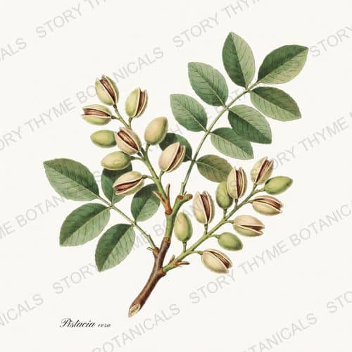 Pistachio — a print from the Nut Trees collection