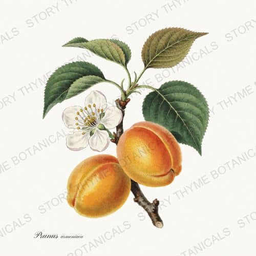 Apricot — Orchard Vol. 2 print on a white ground