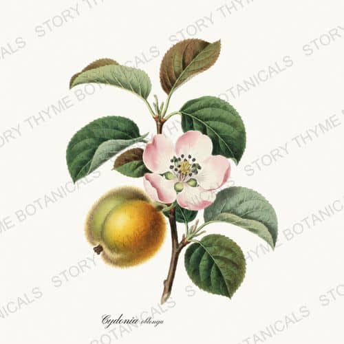 Quince — a print from the Orchard Vol. 2 collection