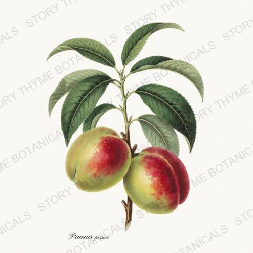 Nectarine — a print from the Orchard Vol. 2 collection