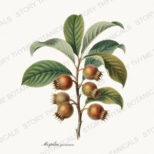 Medlar — a print from the Orchard Vol. 2 collection