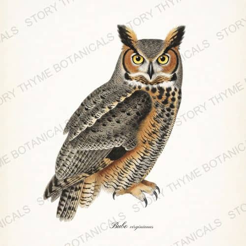 Great Horned Owl — The Owl Collection print on a white ground