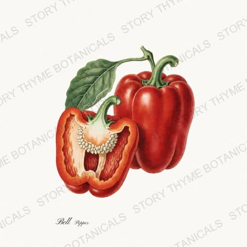 Bell — Peppers print on a white ground