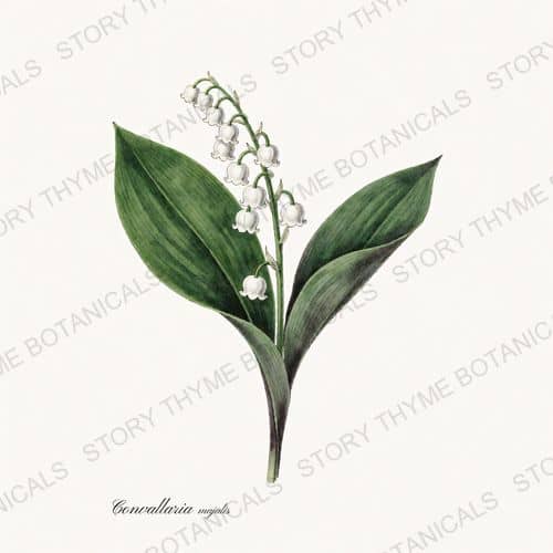 Lily of the Valley — a print from the Poisonous Plants collection