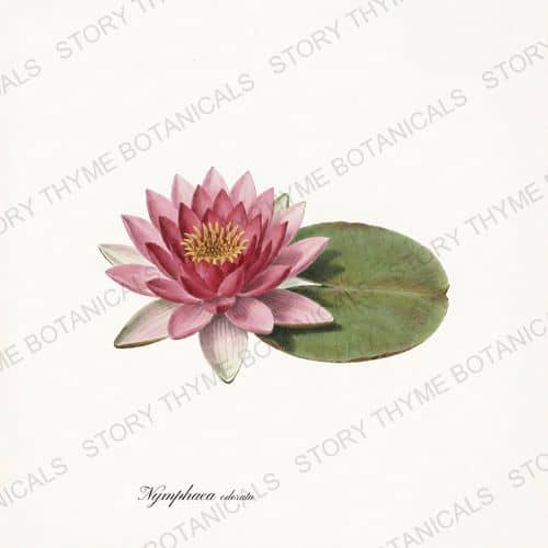 Water Lily — a print from the Pond & Water Garden collection