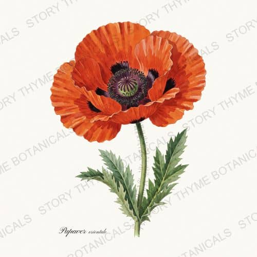Oriental Poppy — Poppies print on a white ground