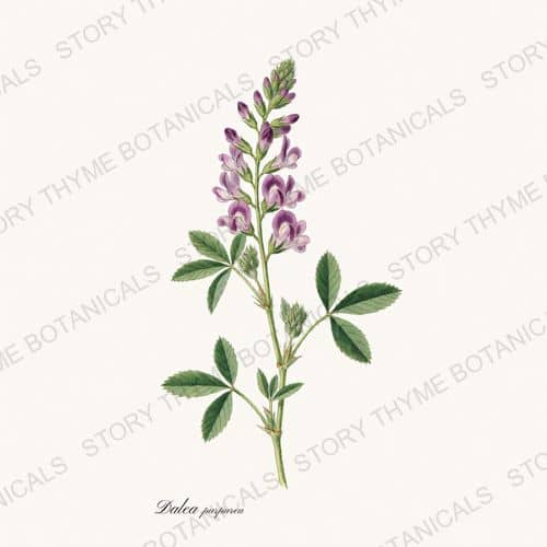Prairie Clover — a print from the Prairie Flowers collection