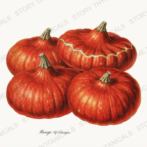 Cinderella — Heirloom Pumpkins print on a white ground