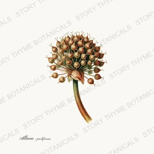 Walking Onion — a print from the Roots & Alliums collection