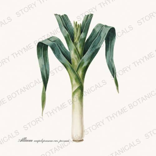 Leek — a print from the Roots & Alliums collection