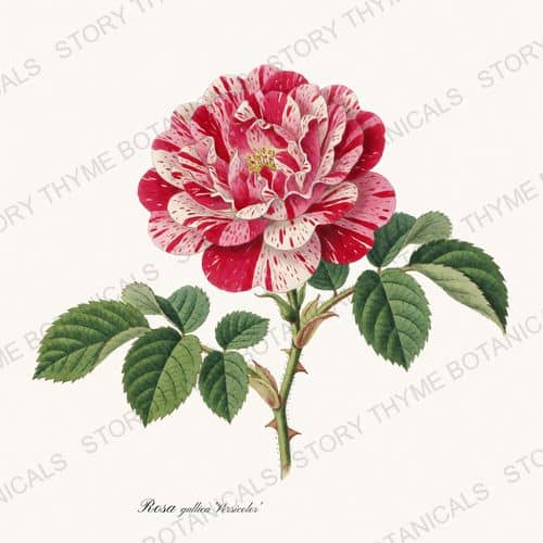 Rosa Mundi — Heirloom Roses print on a white ground