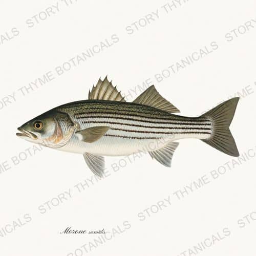 Striped Bass — Saltwater Game print on a white ground
