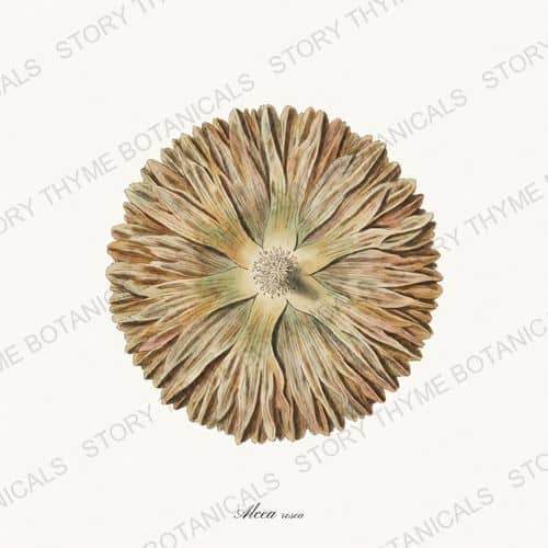 Hollyhock Disc — Seed Heads & Pods print on a white ground