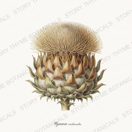Cardoon Head — a print from the Seed Heads & Pods collection