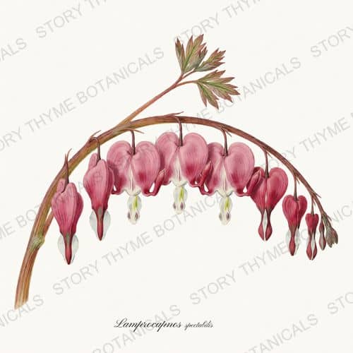 Bleeding Heart — a print from the Shade Garden collection