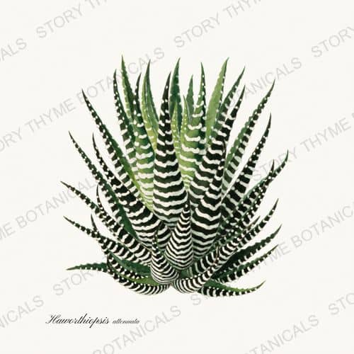 Haworthia — Succulents Vol. 2 print on a white ground