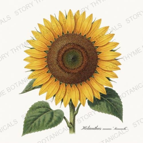 Mammoth — Sunflowers print on a white ground
