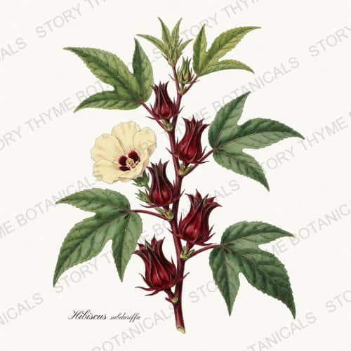 Hibiscus — Tea Herbs print on a white ground