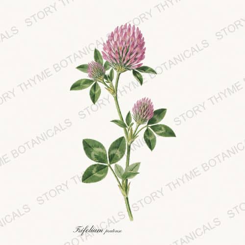 Red Clover — a print from the Tea Herbs collection