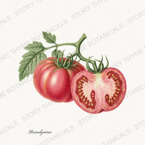 Brandywine — Heirloom Tomatoes print on a white ground