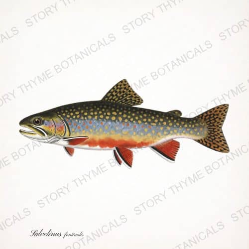 Brook Trout — Trout & Stream print on a white ground