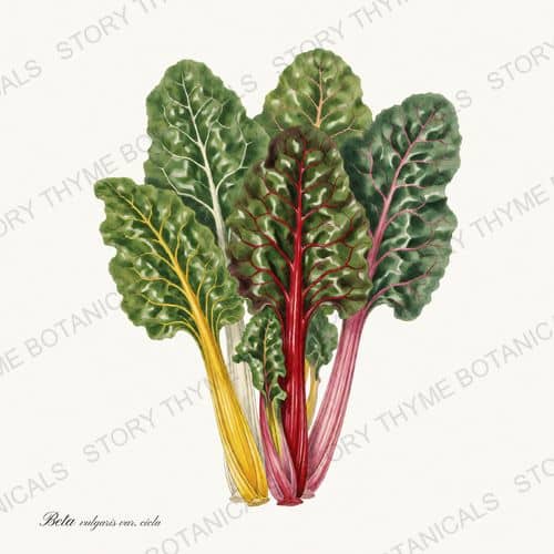 Rainbow Chard — a print from the Vegetables Vol. 1 collection