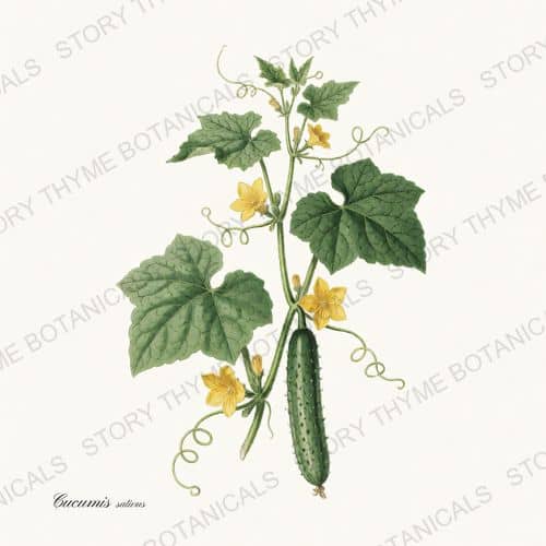 Cucumber Vine — a print from the Vegetables Vol. 2 - In the Garden collection